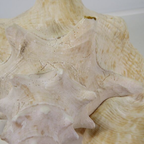 Large Real Conch Sea Shell 10" x 9.5" wide 6.5" tall - Picture 3 of 8